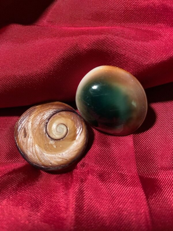 Cat Eye Shell