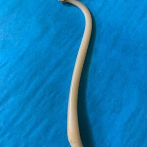 Raccoon Penis Bone Necklace