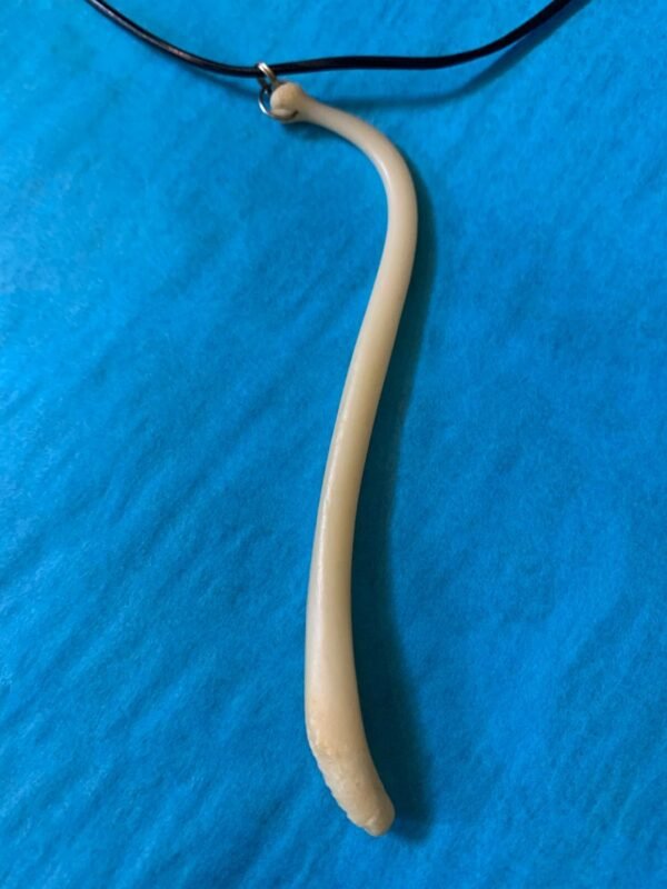 Raccoon Penis Bone Necklace