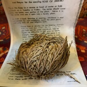 Rose of Jericho