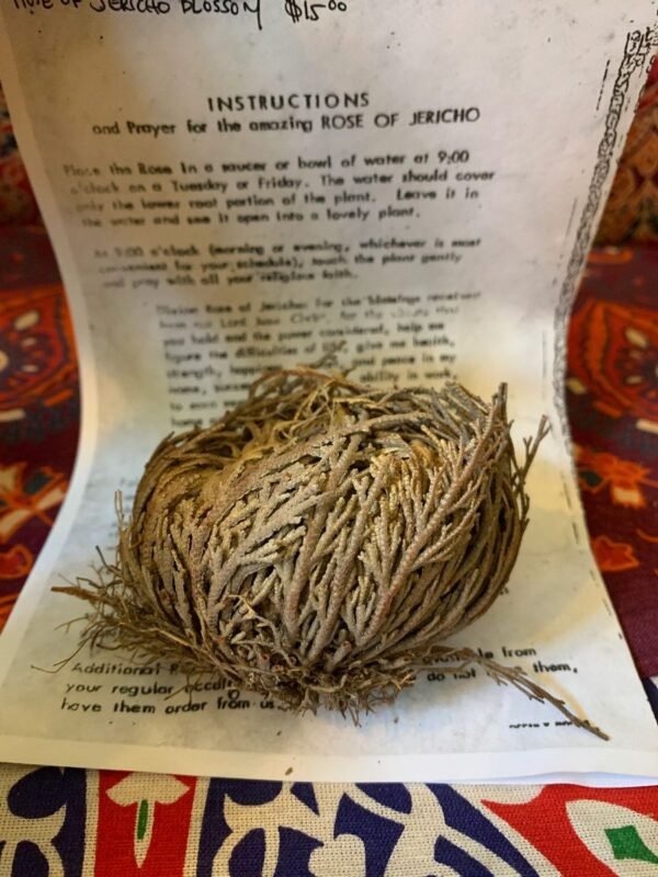Rose of Jericho