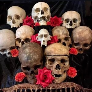 human bones for sale